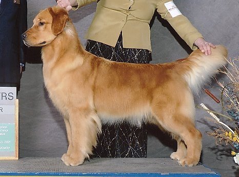 crangold golden retrievers scarlet biss am can ch tangleloft sky high at crangold crangold golden retrievers scarlet biss am can ch tangleloft sky high at crangold
