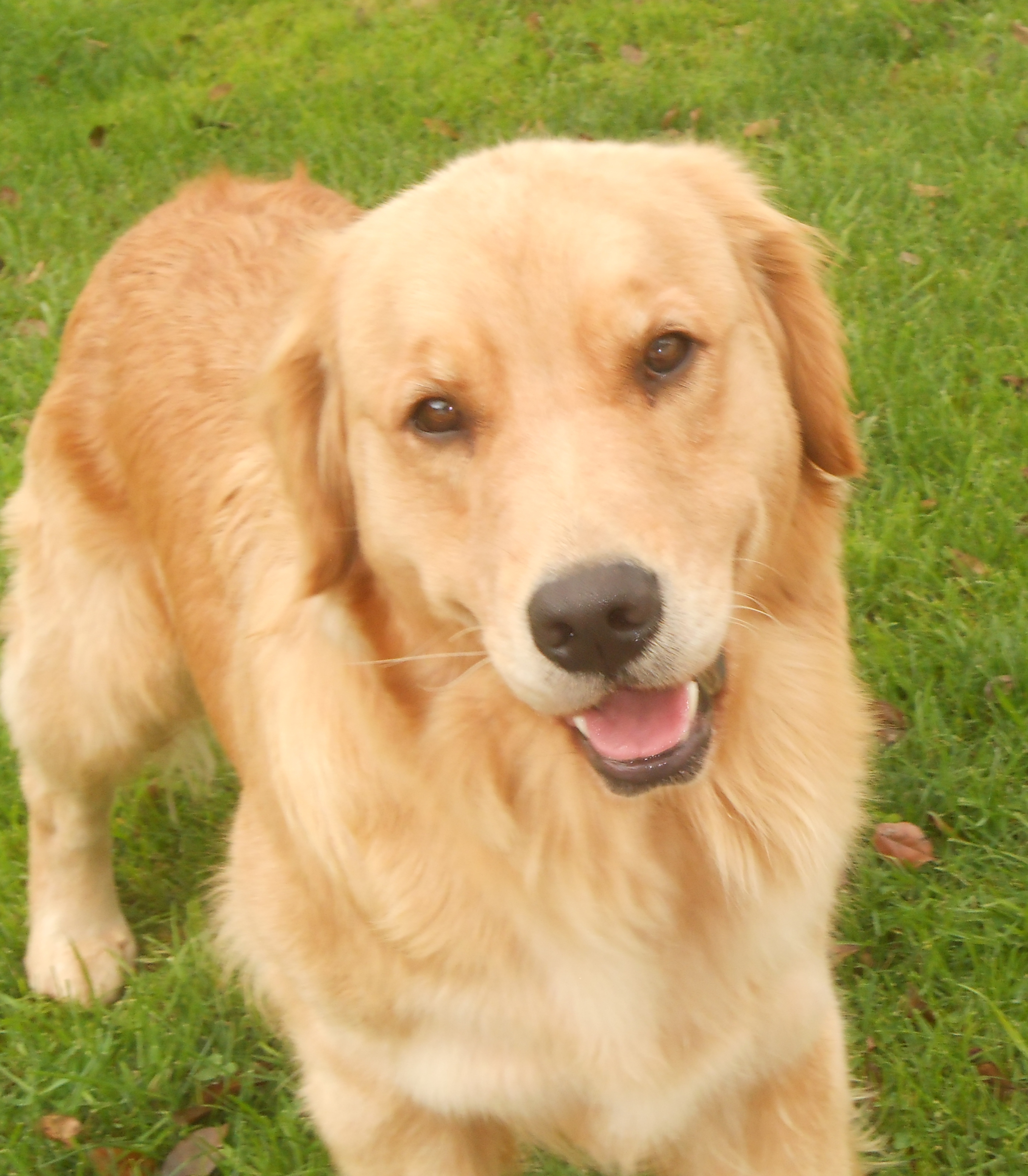 crangold golden retrievers crangold golden retrievers