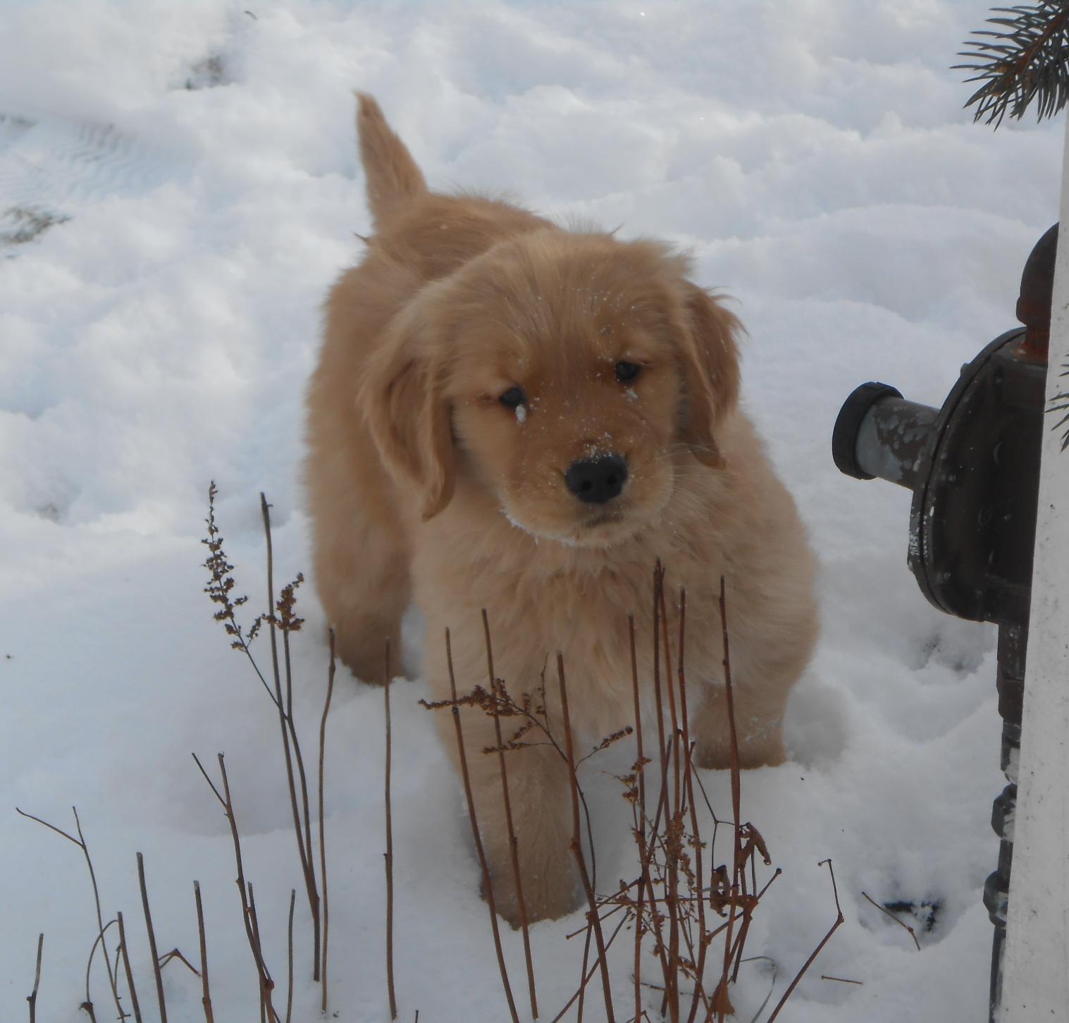 crangold golden retrievers crangold the mountains are calling crangold golden retrievers crangold the mountains are calling