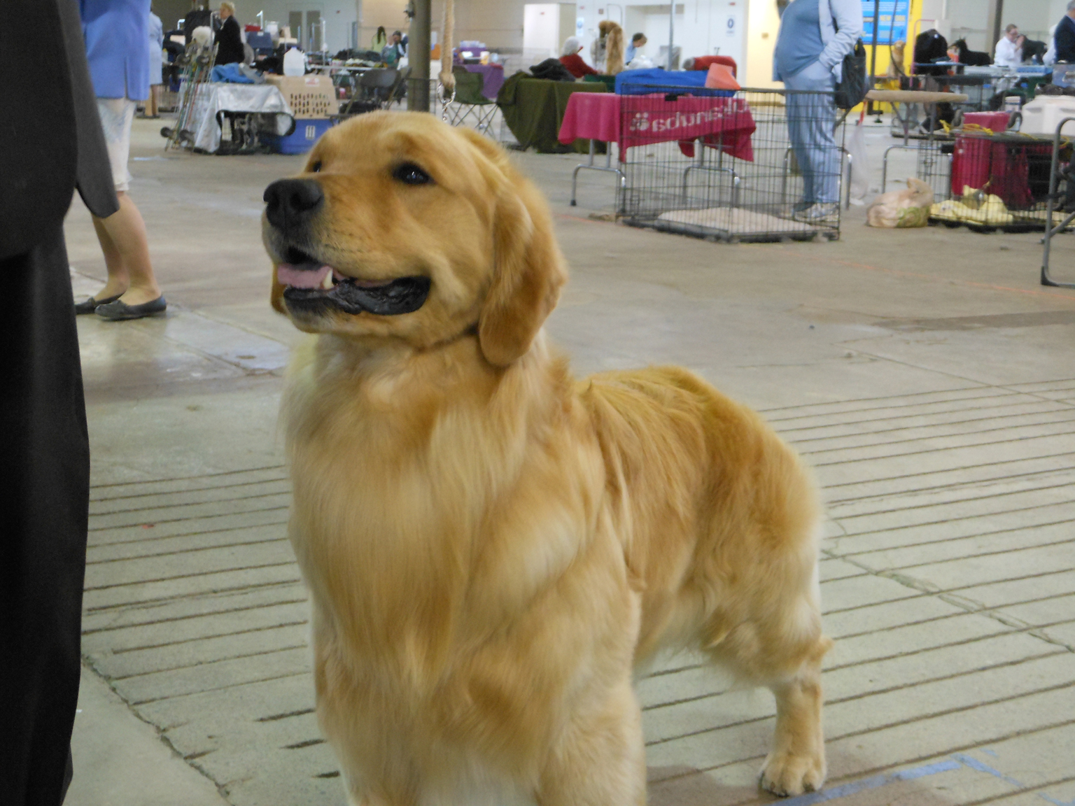 crangold golden retrievers keen crangold keen sense crangold golden retrievers keen crangold keen sense